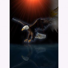 GREETING CARD BIRDS Eagle Reflection